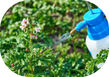 Cuidados com plantações